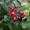 Escallonia rubra 'Crimson Spire'